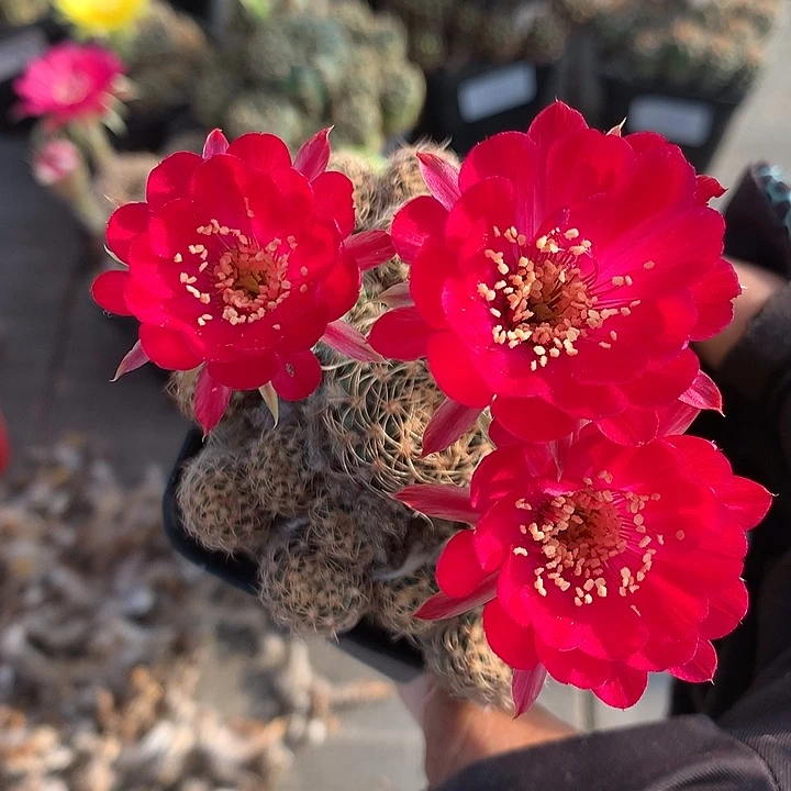 354 实生丽花7厘米盆