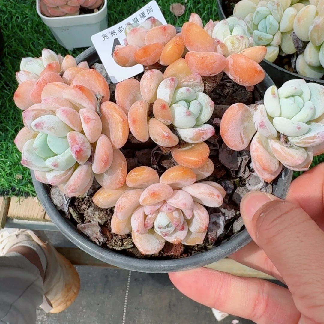 冷香群生            精美多肉植物