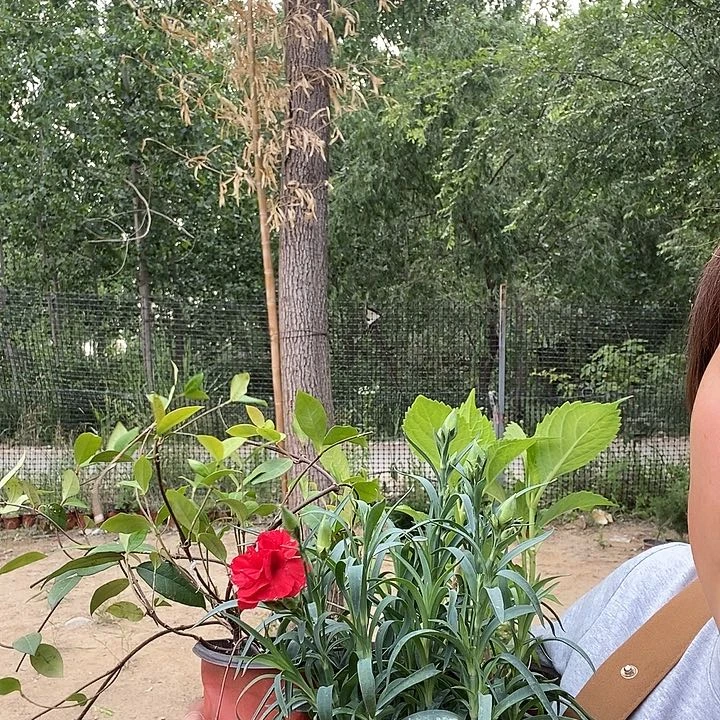 康乃馨，绣球，风车茉莉