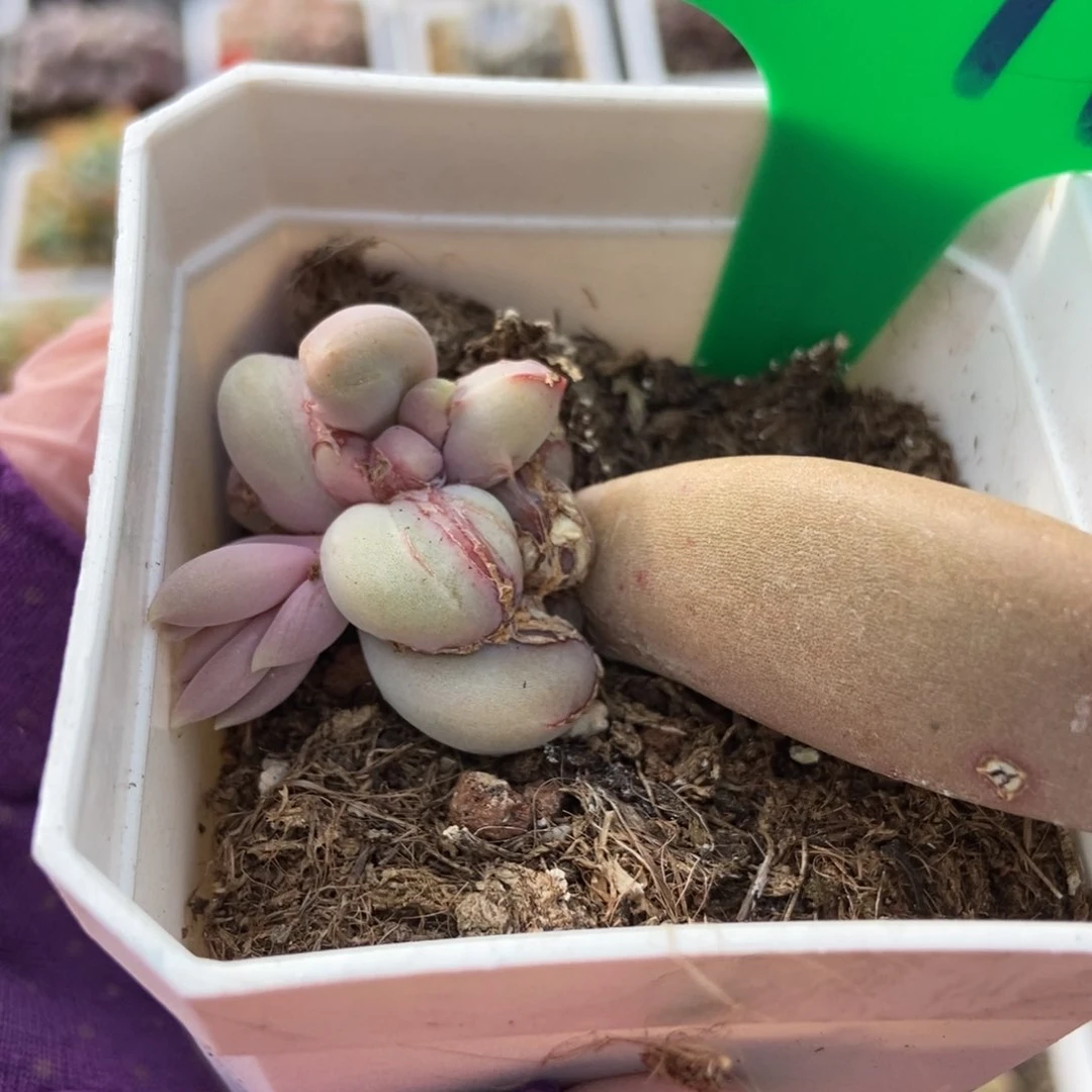 791石化多肉植物保护