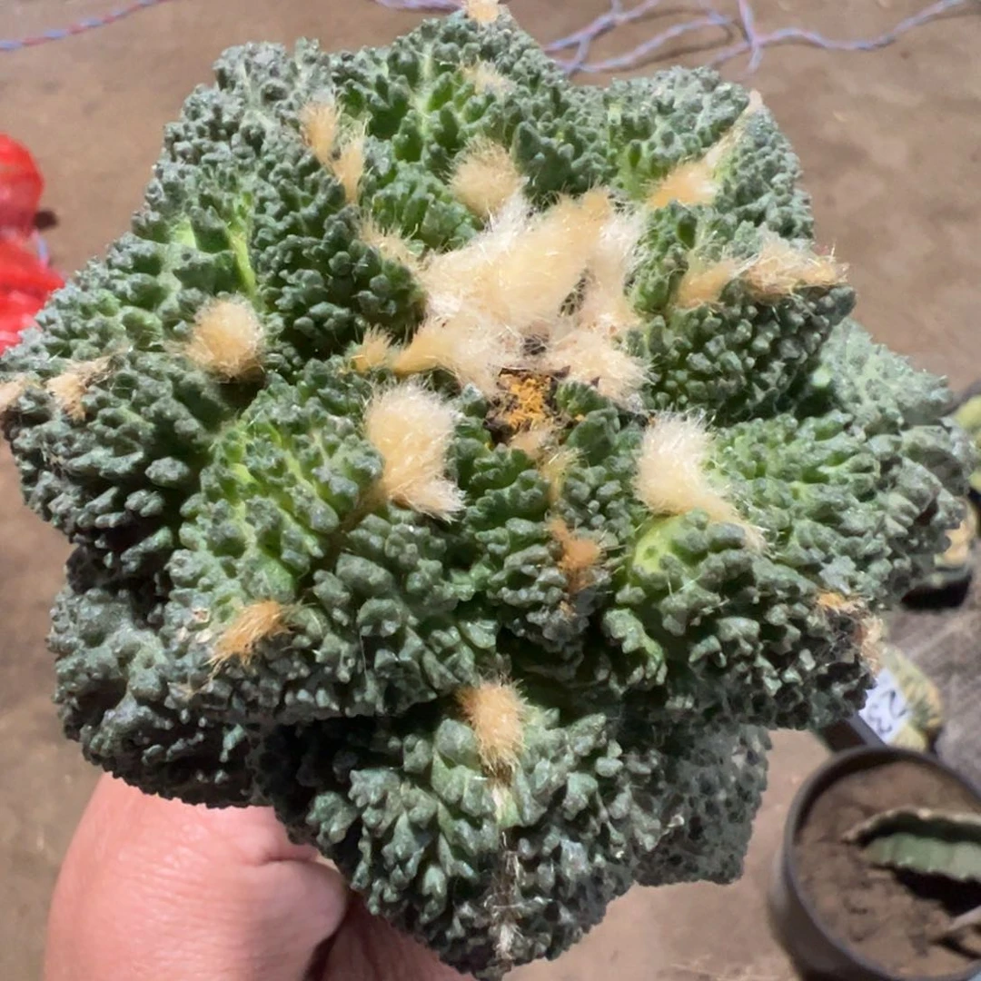 哥斯拉牡丹仙人球217