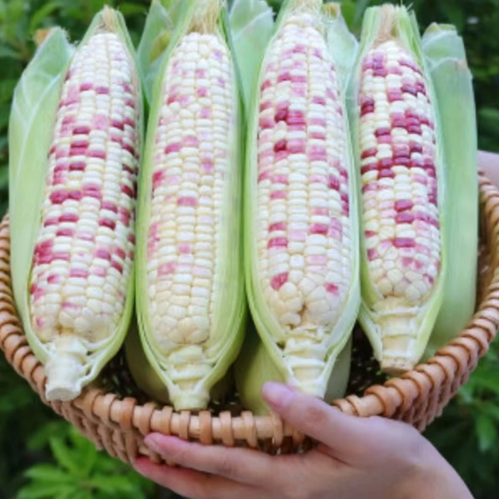 花糯玉米【发五根送两根】又甜又糯2500克新鲜花糯玉米北京市