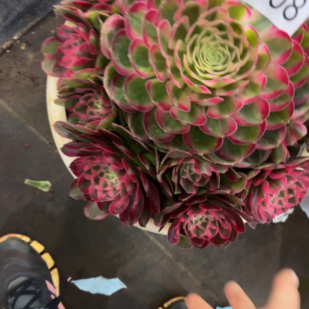 哈哈多肉葡萄福利来108