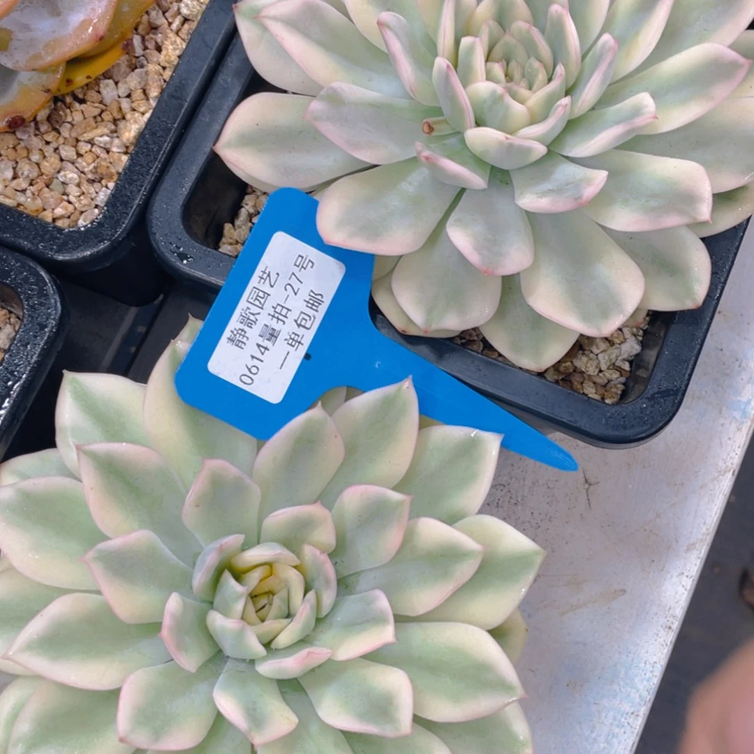 0614-27-月亮仙子锦大母本一颗