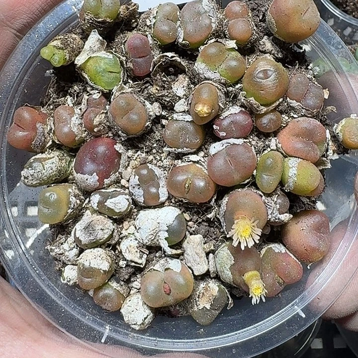 梦***一82多肉植物多肉植物