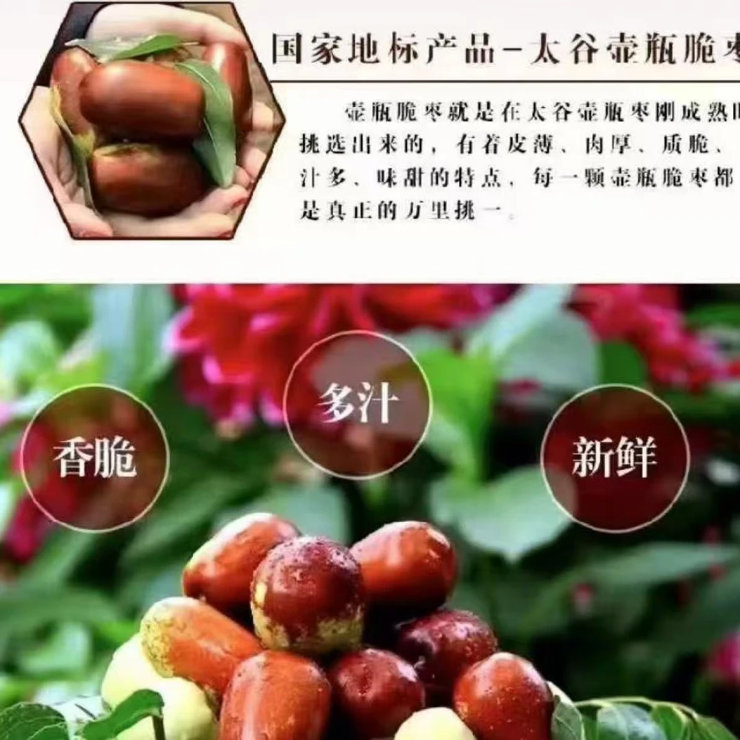 太谷壶瓶脆枣新鲜当季水果现摘现发脆甜爽口