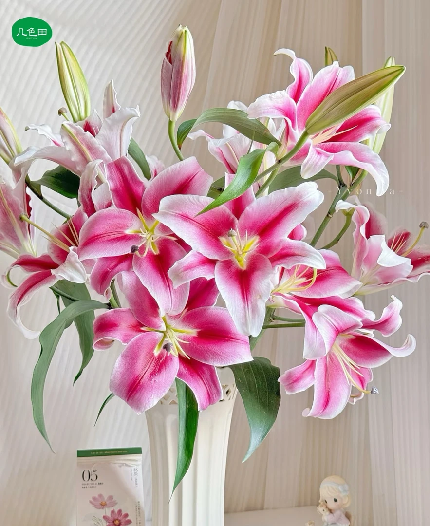 S级多头魔法季节----单瓣百合云南直发鲜花云南花插花鲜花