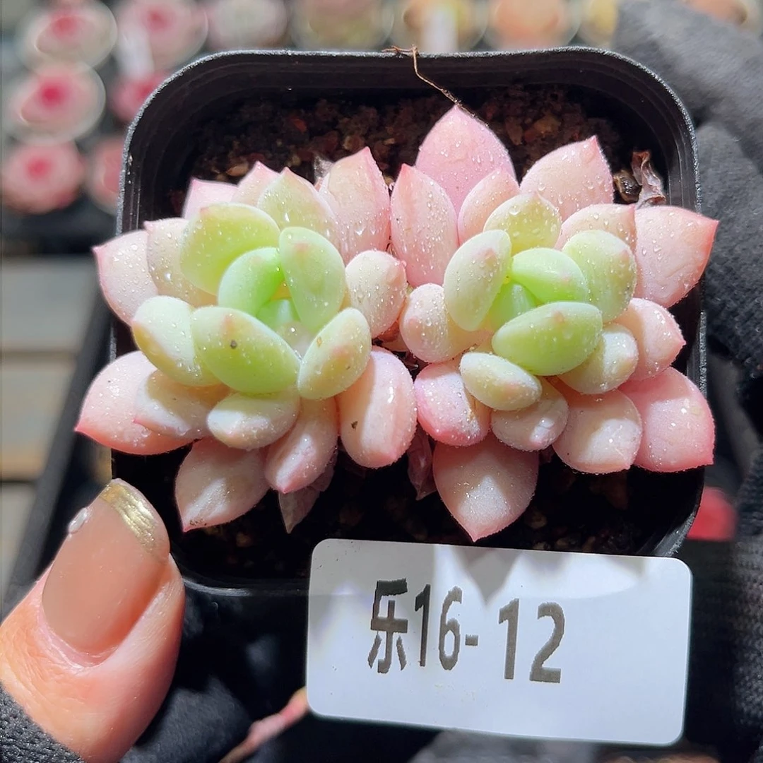 乐16-12 玉兔双头