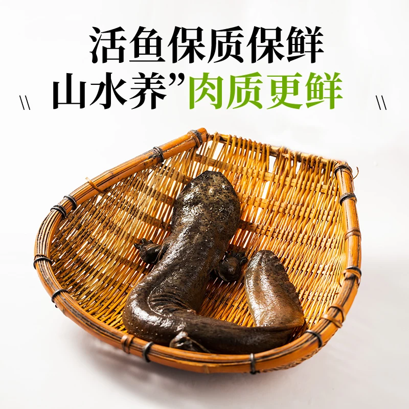 秦巴娃娃鱼 人工养殖娃娃鱼 汉中大鲵 （1~2斤小鱼）