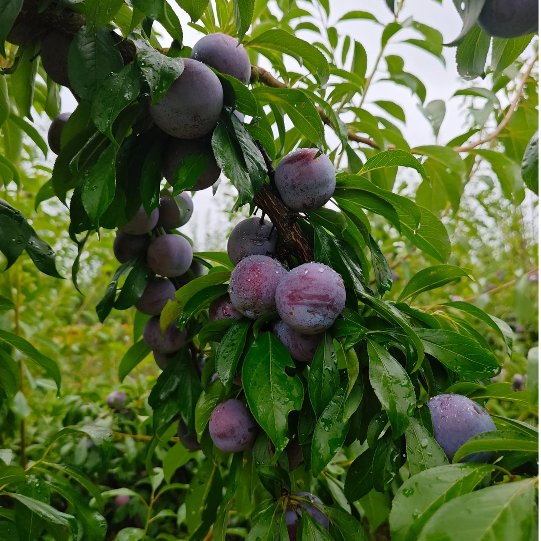 【顺丰】四川高山精品脆红李子（产地直发）