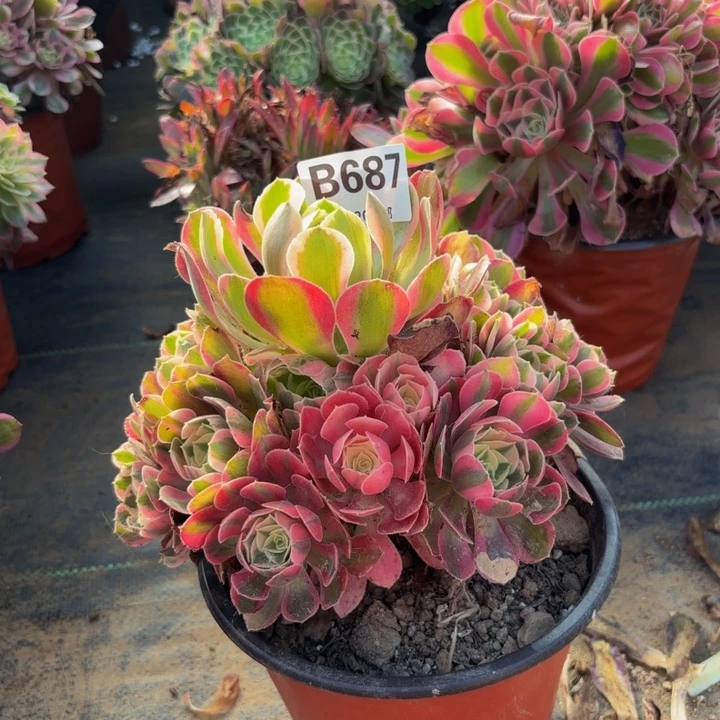 瑞妈多肉园艺，687