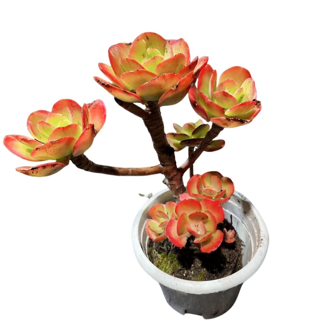 精品多肉植物 红梅1