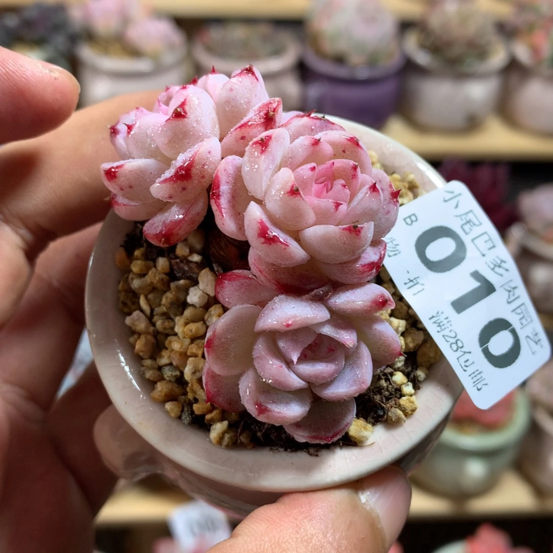 小尾巴多肉园艺迷你拇指盆栽B010