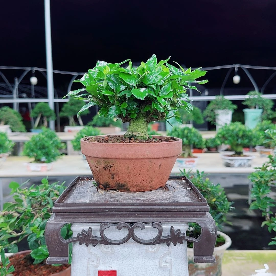 飞***1玉环栀子花枝枝花