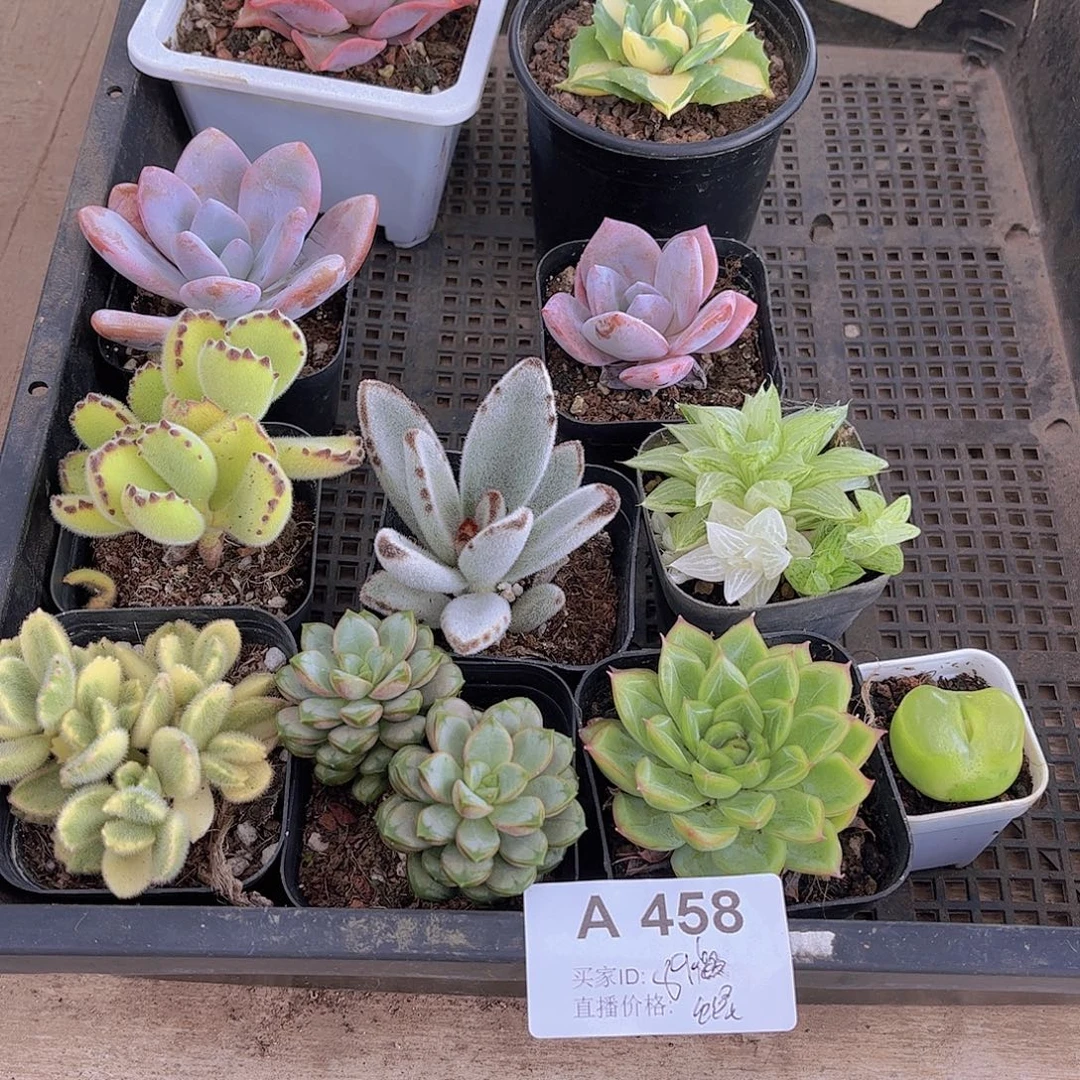 多肉458多肉植物，