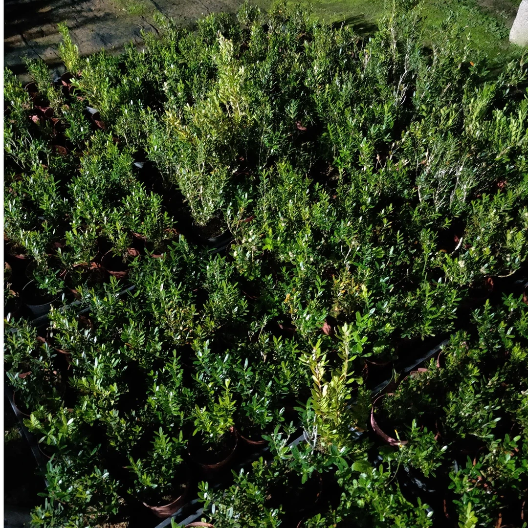 黄杨盆景绿植盆栽