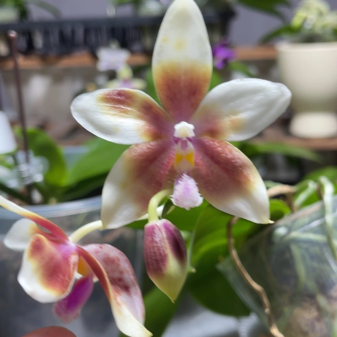 完全开放07叶瑕花期不保
