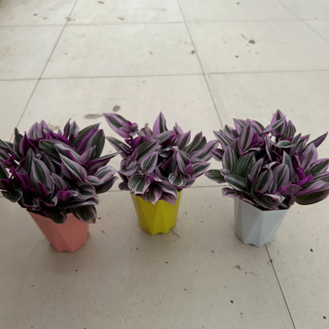 钻石盆油画盆栽绿植盆颜色随机