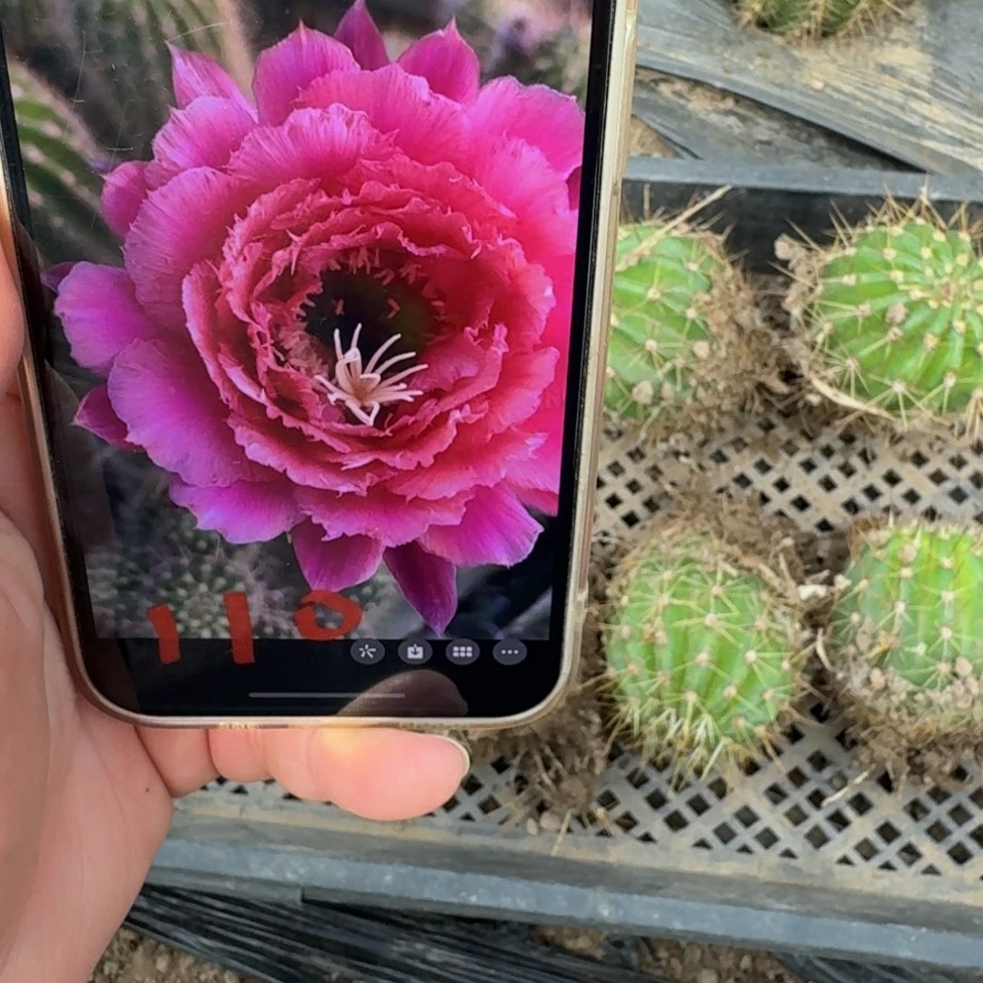 230毛110根脱土发货斑6公分左右，20包邮