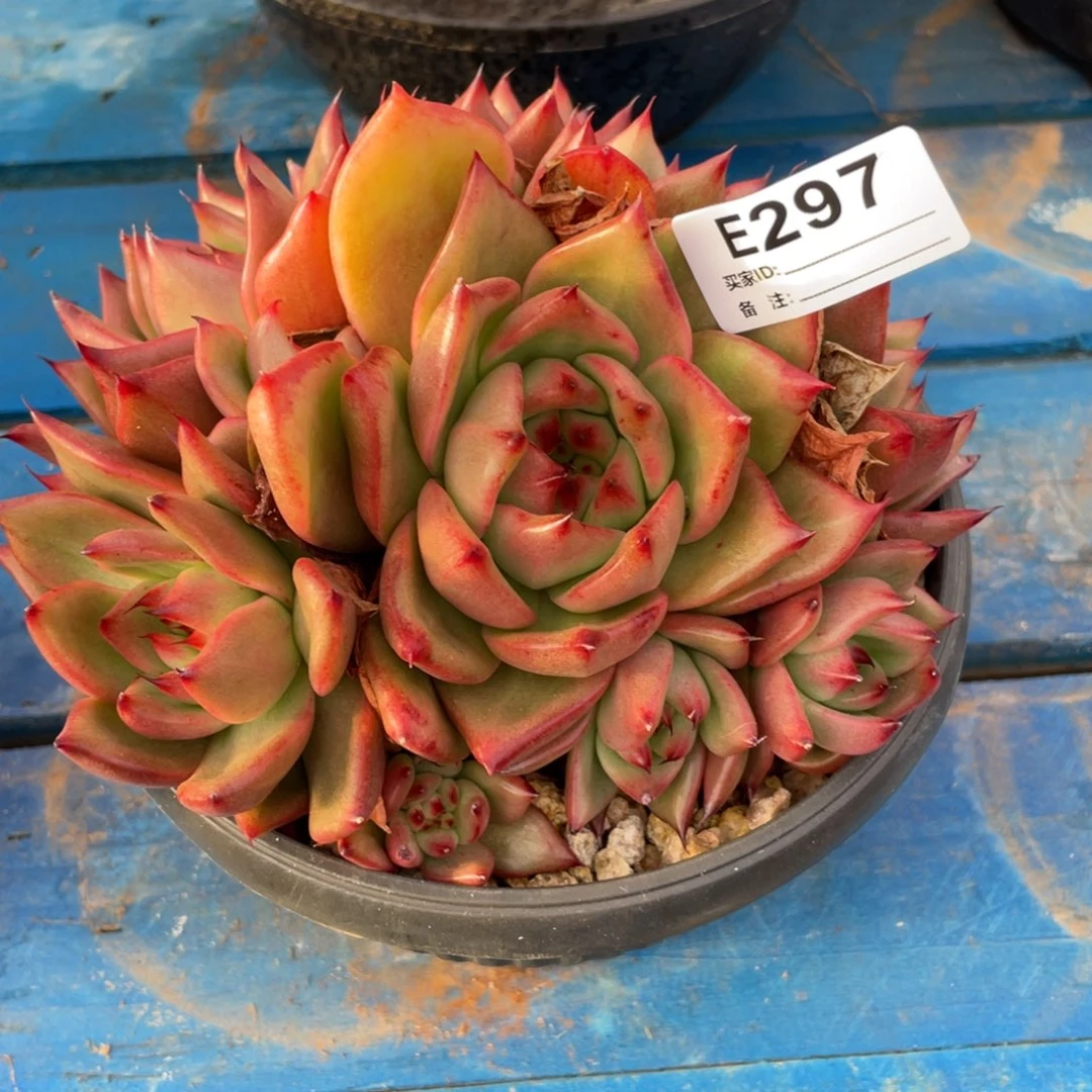 无花朵若如东云单拍E297