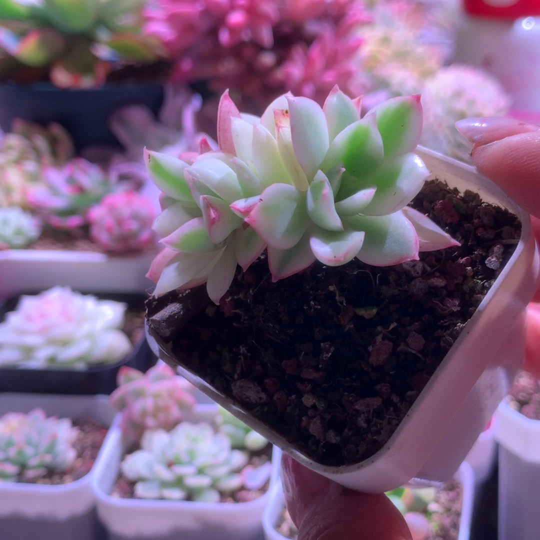 红花女王覆轮锦自然群生