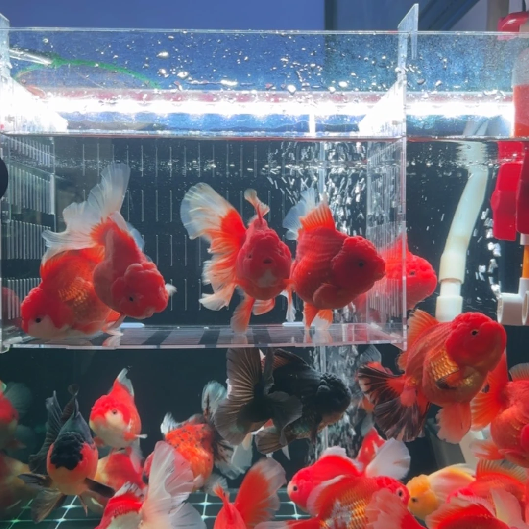 幼***崽金鱼小娇泰狮金鱼1条