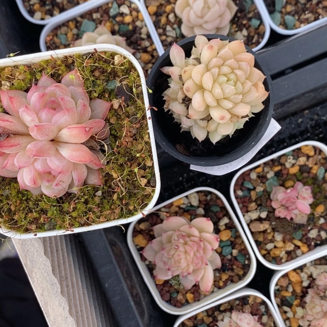 逆*逆2-204多肉多肉多肉多肉多肉多肉