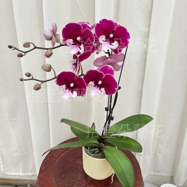 蝴蝶兰（宾利）开花 紫黑色丝绒高级大舌头 阳台客厅新疆基地直发