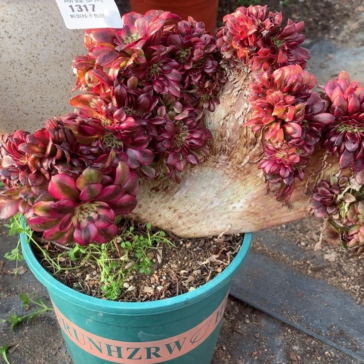 ?****?1317美肌缀多肉植物