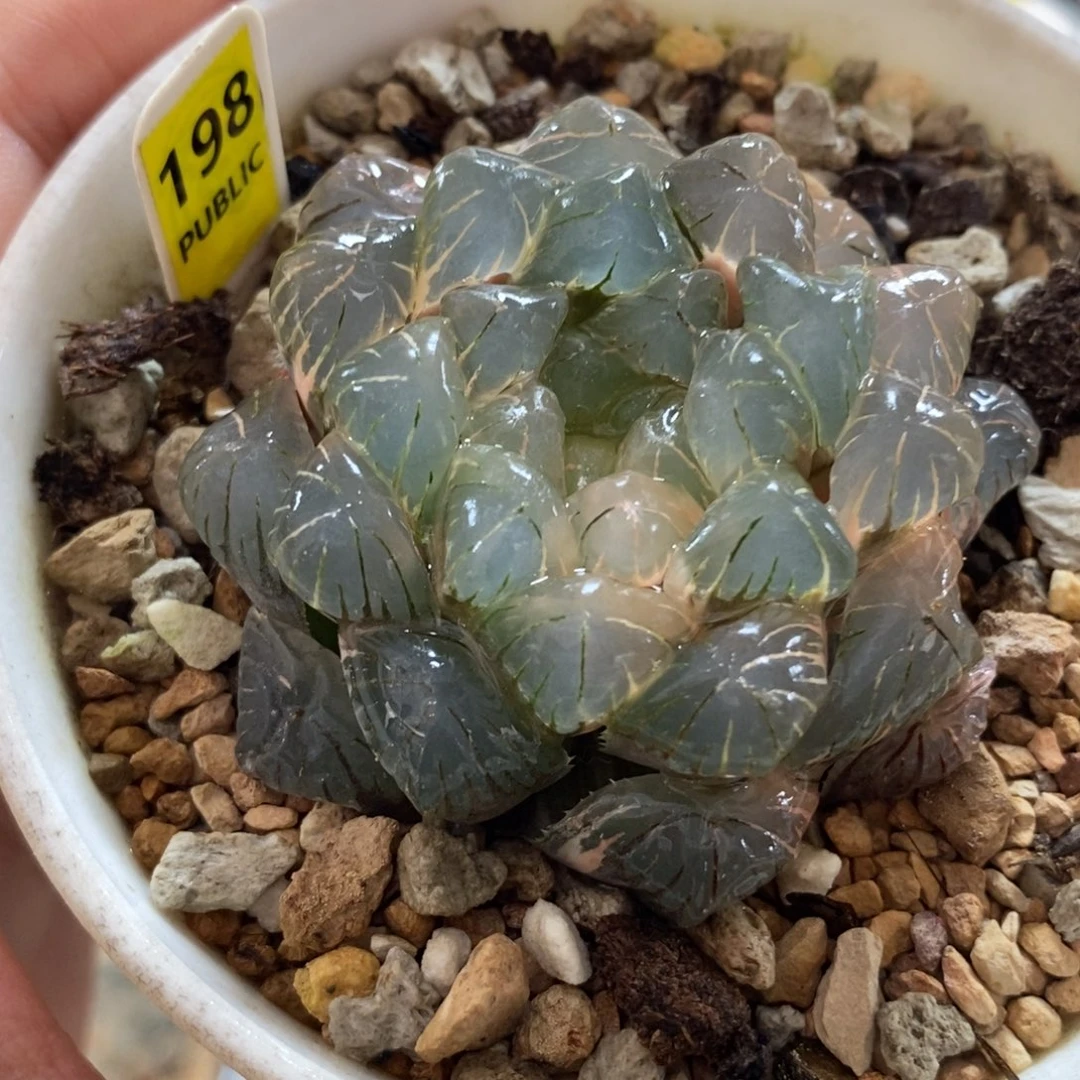 198实生湖水玉露锦