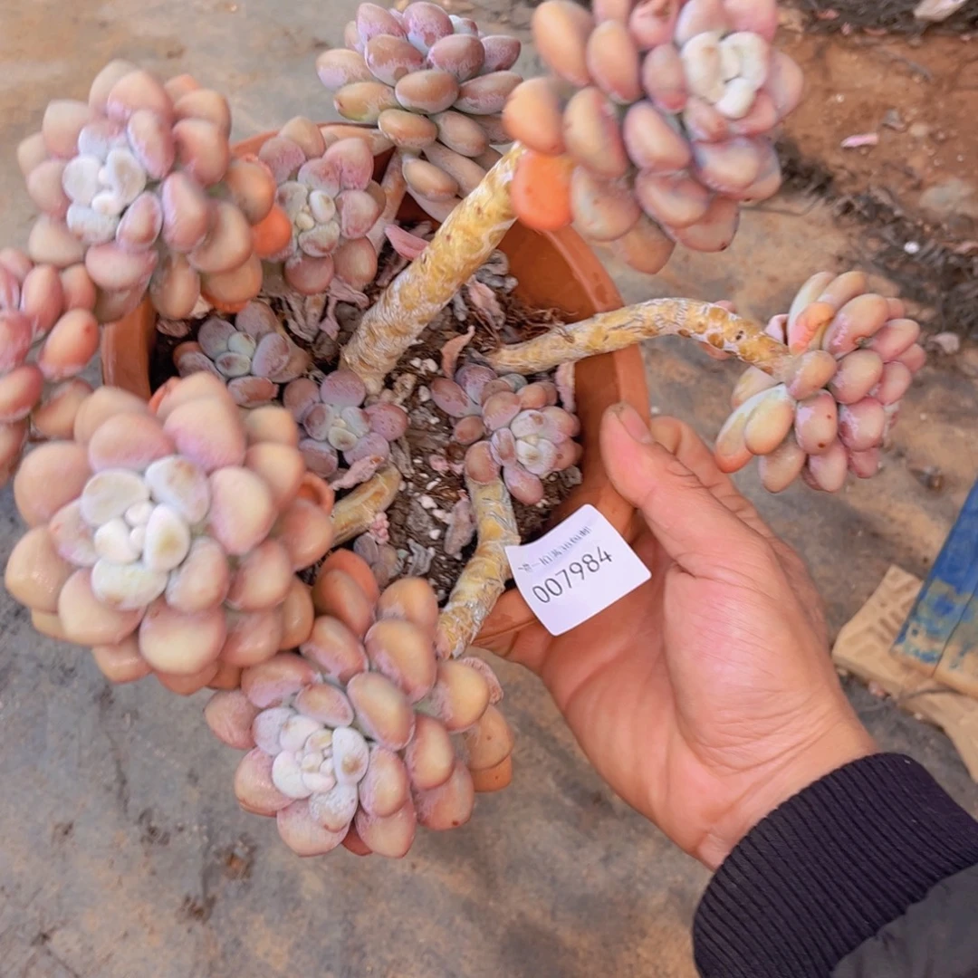 多肉一物一拍7984