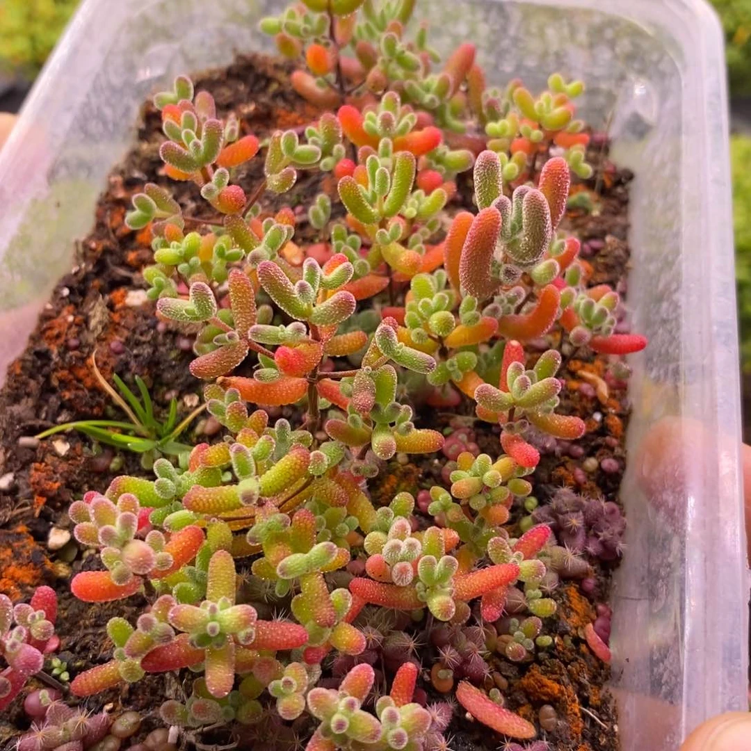 192混合切糕。   10个品种。