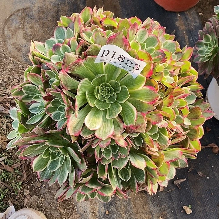 1823粉海王多肉植物