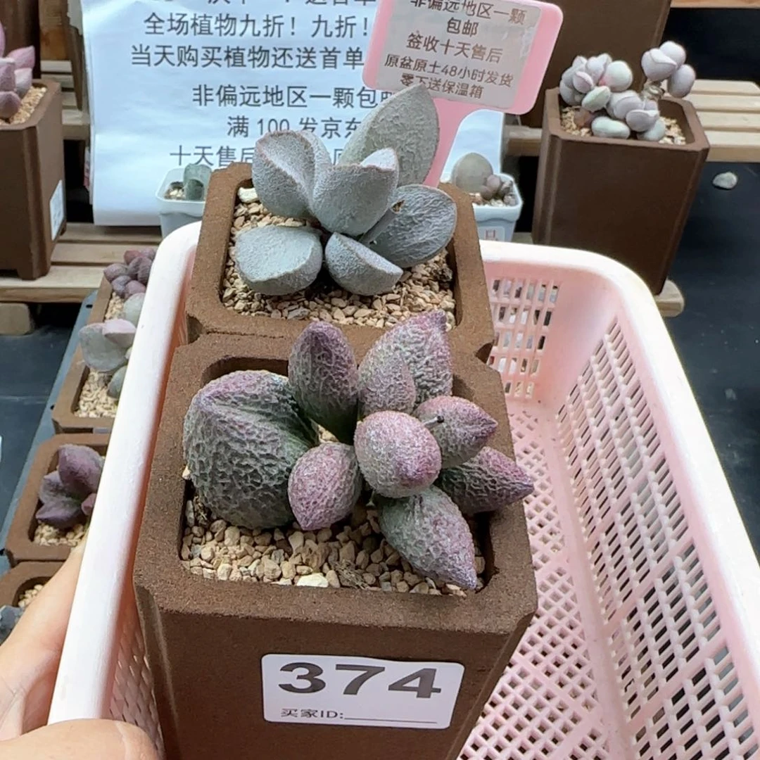 浪**。374龙胆谪仙多肉植物