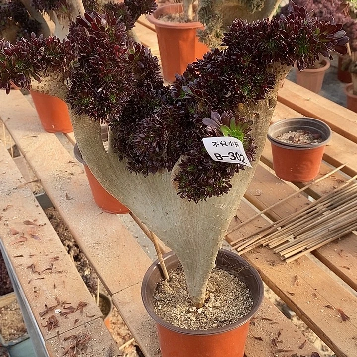 302 黑法师缀高35 公分带虫咬