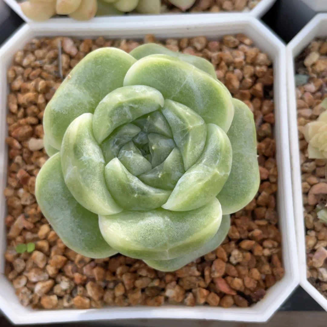 优选白茶珍妮912