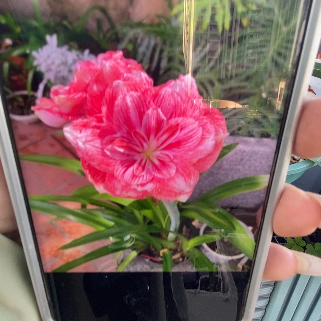 S孤挺花园 粉红泡泡屋 1cm