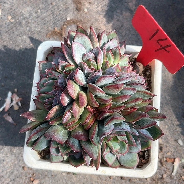 林***吃晨语多肉，一物一拍14