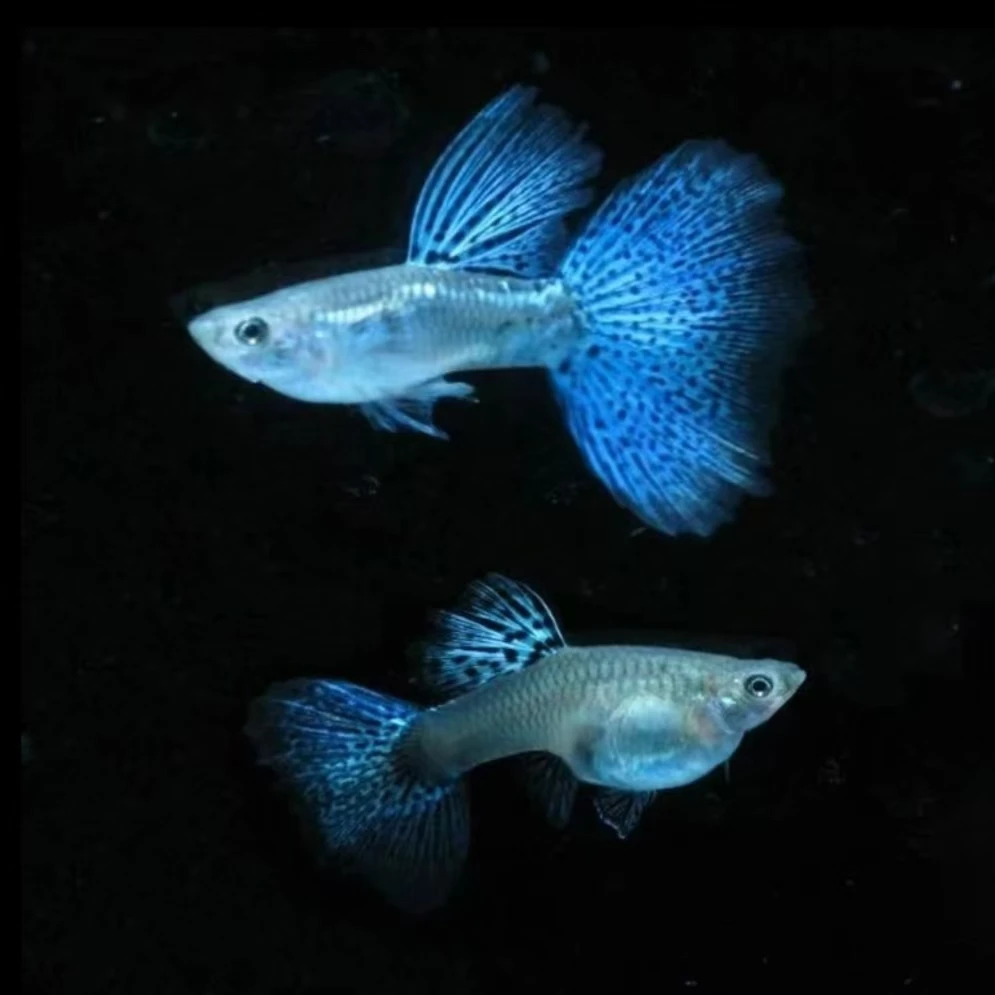 精品蓝草纯种孔雀鱼小型热带观赏鱼活体淡水好养耐活适合新手小鱼