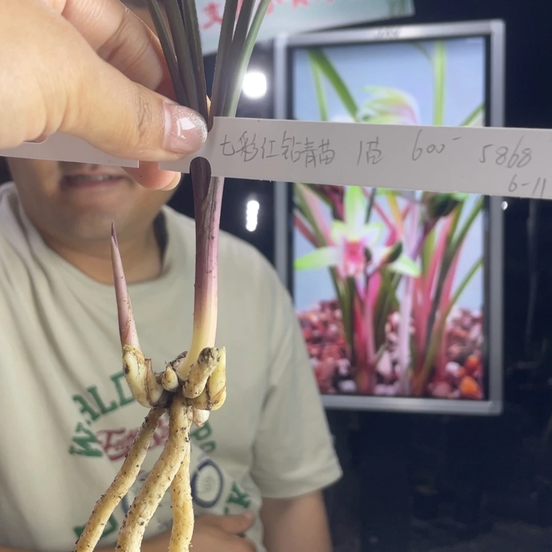 完全开放龙*轩七彩红钻青苗1苗