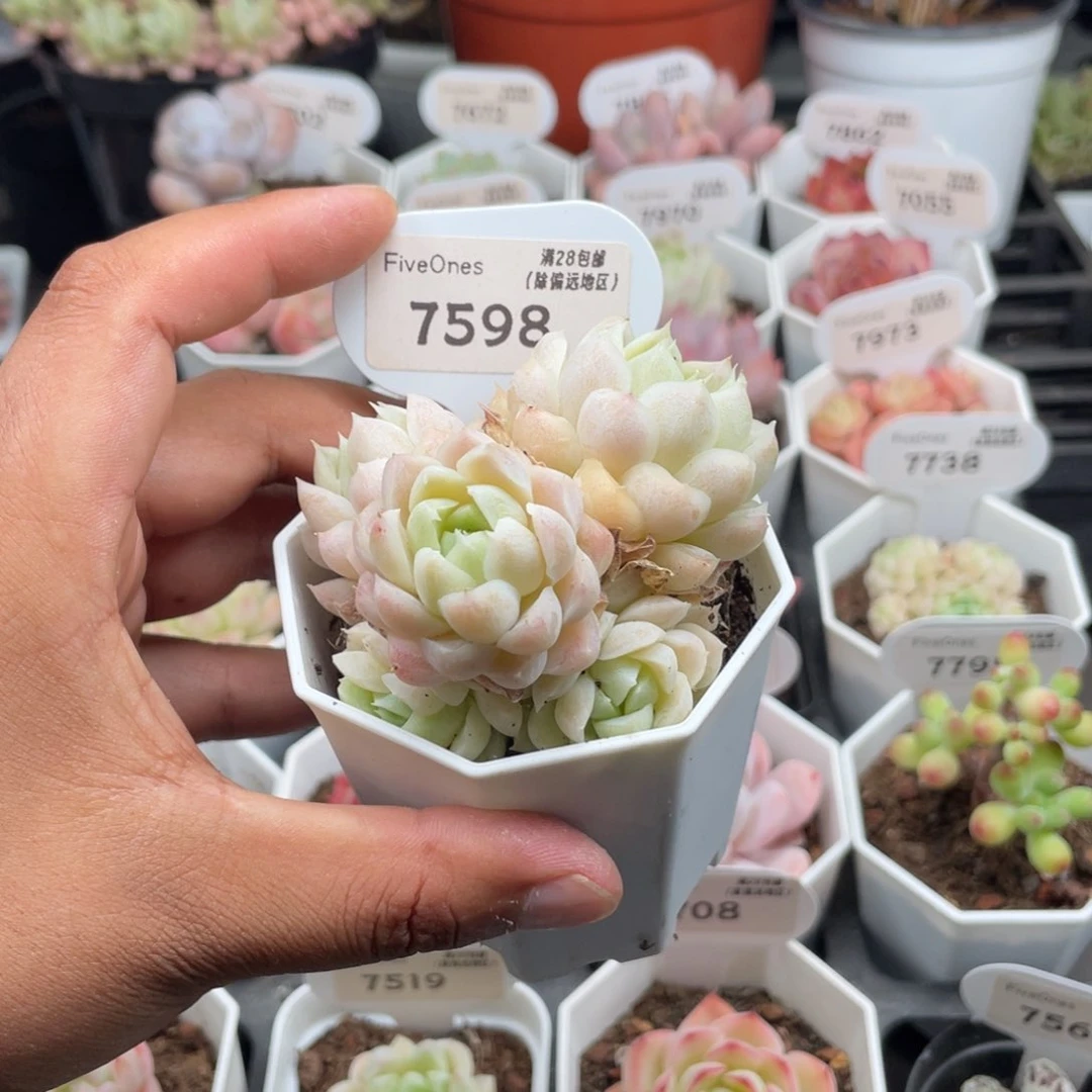 7598白月影5.0厘米