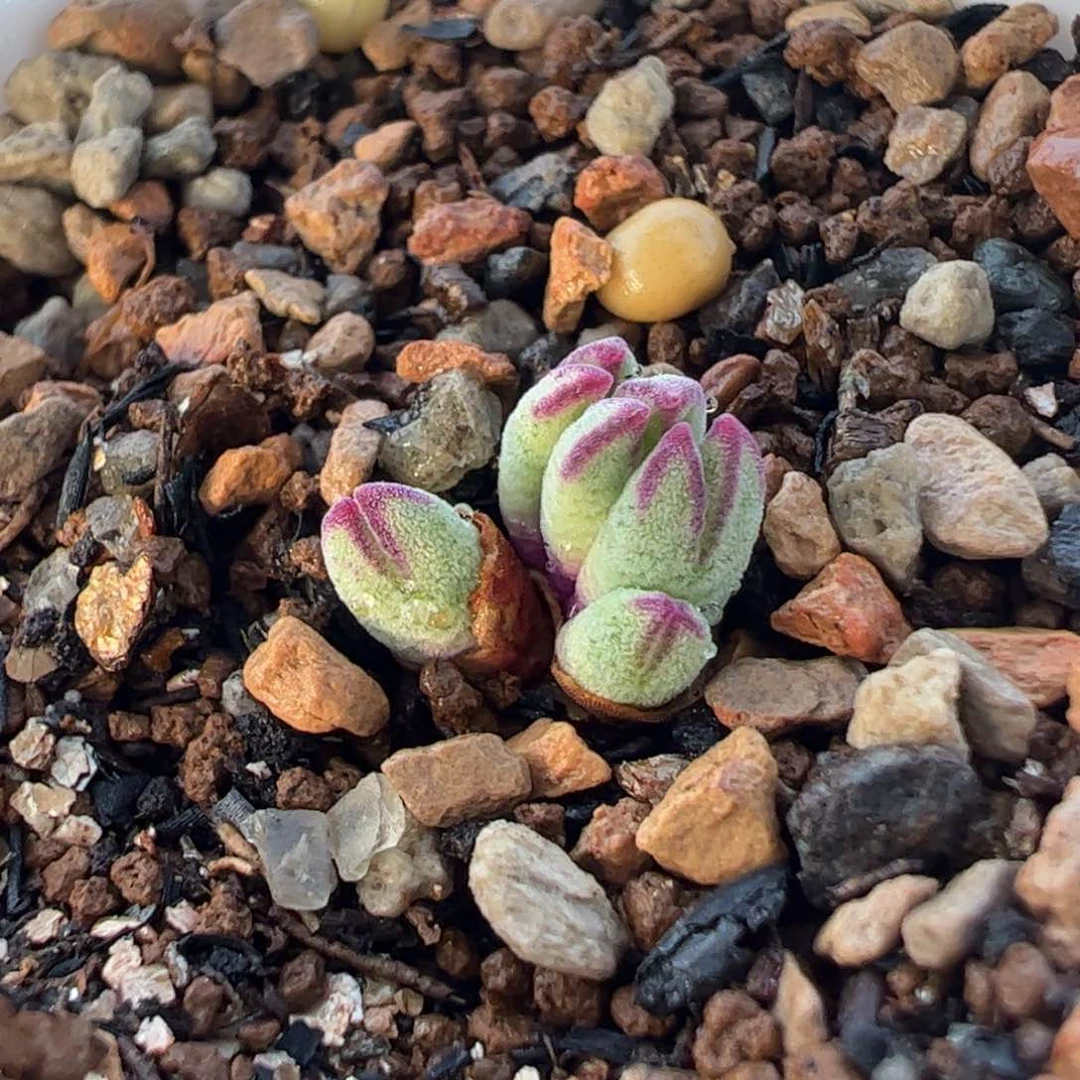 152多肉植物百科