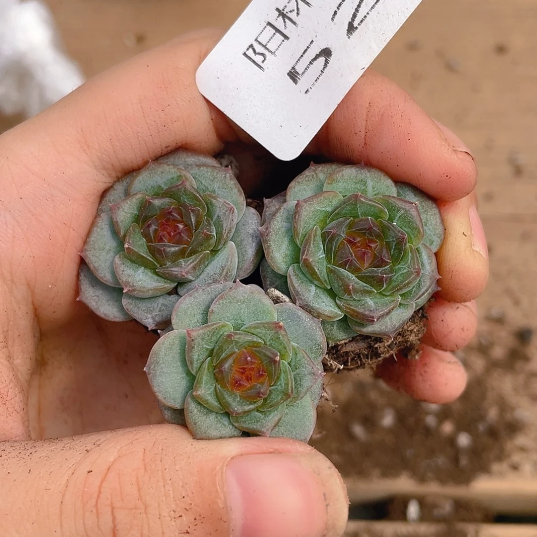 多肉植物多肉植物522