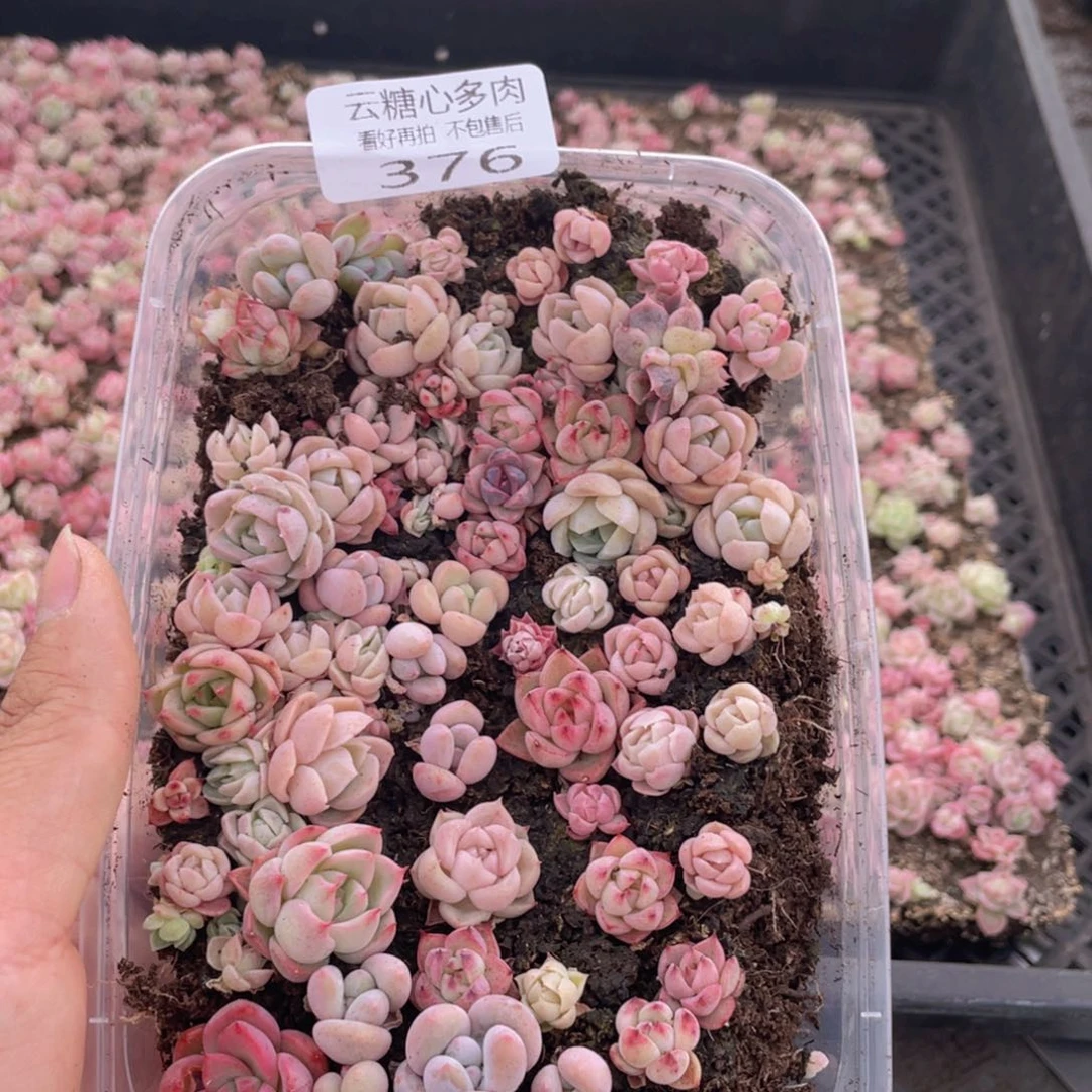 云糖心多肉植物376