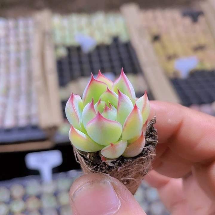 135勾魂仙子精品多肉