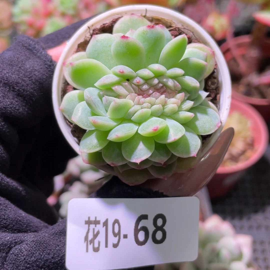 花利美19-68新品缀化