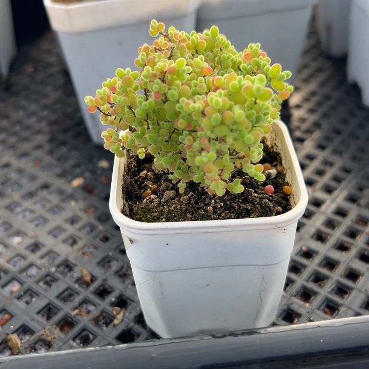 蜜橘糖球，一物一拍，带盆