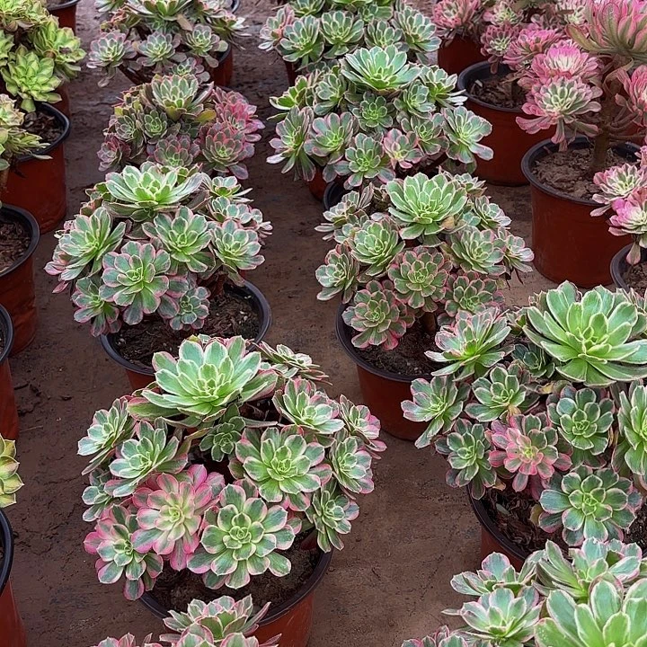 安娜法师9.9多肉植物