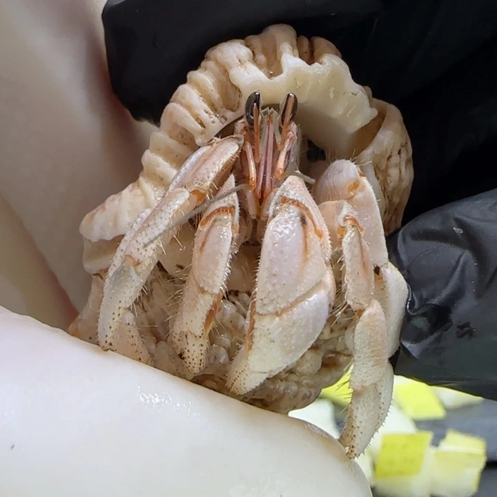 A33浅色 灰白1.3cm口径