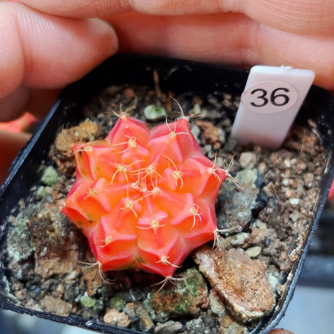 非偏远地区满25包邮仙人球